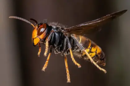 asiatische hornisse — DE news