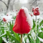 eisheiligen temperaturen — DE news