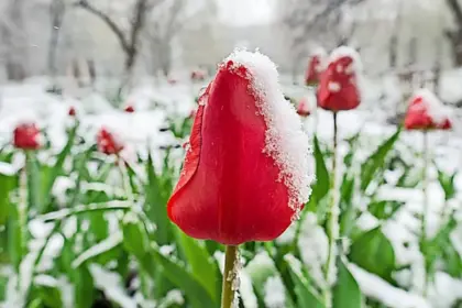 eisheiligen temperaturen — DE news