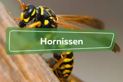hornissen — DE news
