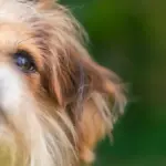 tiere suchen ein zuhause tiere suchen ein zuhause — DE news