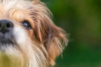 tiere suchen ein zuhause tiere suchen ein zuhause — DE news