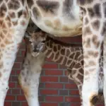 zoo berlin — DE news